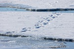 250507c_Borebukta_41_N