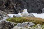 250529a_Hamiltonbukta_12_N
