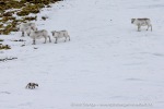 250529a_Hamiltonbukta_21_N