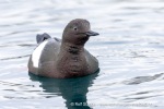 250529a_Hamiltonbukta_67_N
