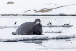 250529a_Hamiltonbukta_79_N