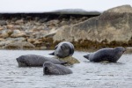 250529d_Virgohamna_10_N