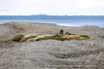 250530a_Sarstangen_03_N
