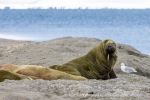 250530a_Sarstangen_09_N