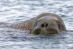 250530a_Sarstangen_46_N