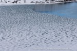 250530b_Gjertsenodden_16_N
