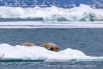 250531d_Nansenbreen_14_N