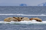 250531d_Nansenbreen_07_N