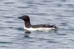250601a_Borebukta_40_N