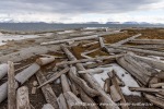 250601b_Bohemanneset_30_N