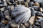 250602a_Skansbukta_18_N