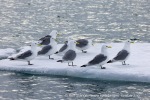 250601a_Borebukta_11_N