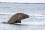 250601a_Borebukta_18_N