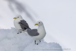 250601a_Borebukta_30_N