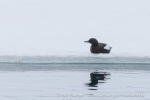 250605a_Trygghamna_51_N