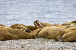 250605c_Poolepynten_14_N