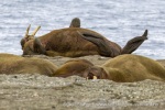 250605c_Poolepynten_46_N