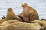250605c_Poolepynten_63_N