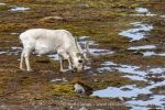 250606a_Ny-Alesund_51_N