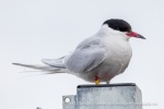 250606a_Ny-Alesund_70_N
