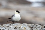 250606b_Blomstrand_34_N