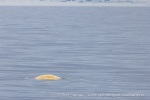 250606c_Kapp-Mitra_06_N
