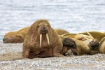 250605c_Poolepynten_54_N