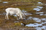 250606a_Ny-Alesund_51_N