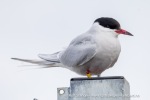 250606a_Ny-Alesund_70_N