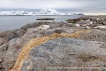 250606b_Blomstrand_35_N