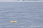 250606c_Kapp-Mitra_06_N