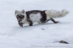 250607d_Virgohamna_41_N
