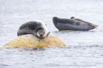 250607d_Virgohamna_70_N