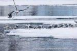 250608b_Hamiltonbukta_050_N