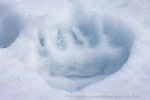 250608b_Hamiltonbukta_056_N