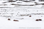 250610a_Signehamna_10_N