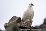 250610a_Signehamna_51_N