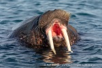 190805b_Poolepynten_57_N