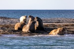 230808d_Poolepynten_027_N