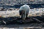230808d_Poolepynten_224_N