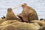 250605c_Poolepynten_63_N