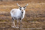 250611b_Eidembukta_13_N