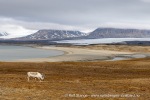 250611b_Eidembukta_51_N