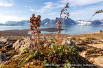 240811a_Solanderfjellet_038_N