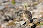 240811a_Solanderfjellet_079_N